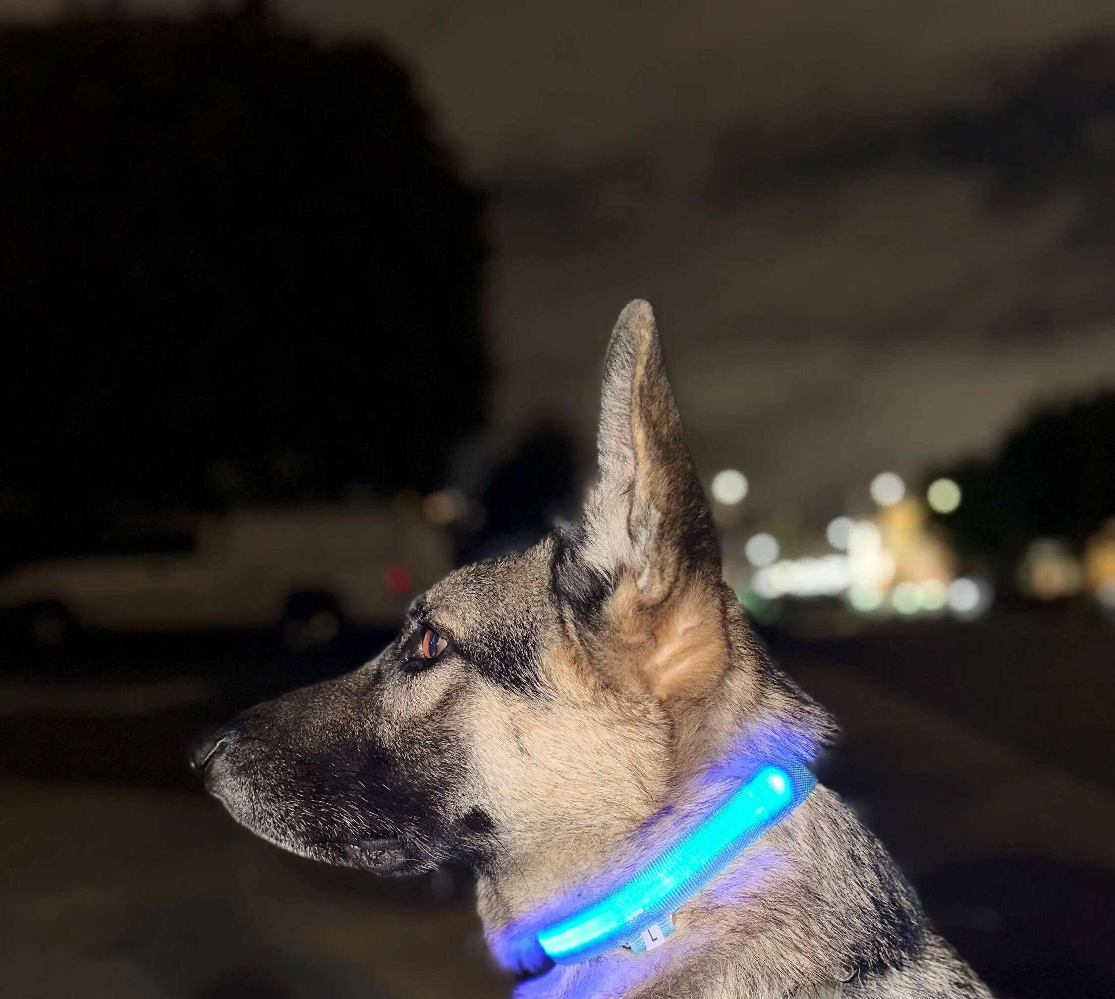 PetraNest LED Dog Collar